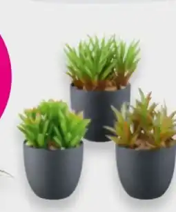 Mömax Kunstpflanze Sukkulente Angebot
