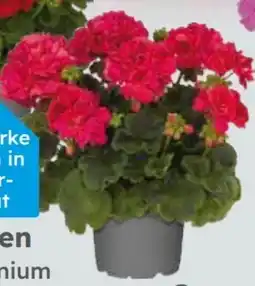 Globus Baumarkt Geranien Angebot