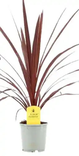 Globus Baumarkt Keulenlilie Angebot