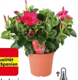 Globus Baumarkt Dipladenie Angebot