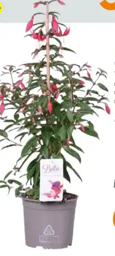 Globus Baumarkt Fuchsien Pyramide Angebot