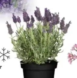 Globus Baumarkt Schopflavendel Angebot