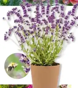 Hellweg Lavendel Munstead Angebot