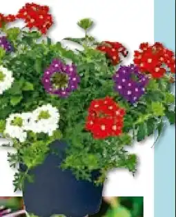 Hellweg Eisenkraut-Trio Angebot