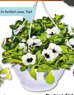 Hellweg Ampelpflanzen Angebot