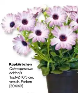 Hellweg Kapkörbchen Angebot