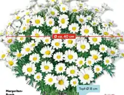 Hellweg Margeriten Busch Angebot