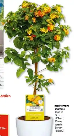 Hellweg Mediterrane Stämme Angebot