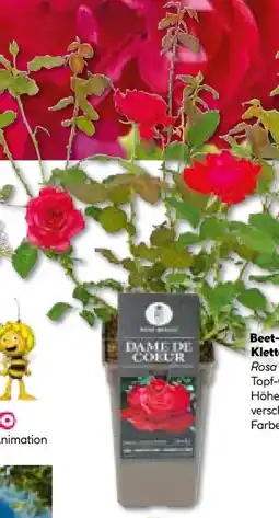 Hellweg Plantiflor Edelrose Angebot