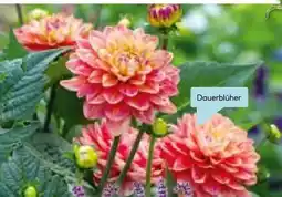 Hellweg Dahlie Angebot