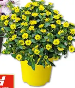 Hellweg Husarenknöpfchen Angebot