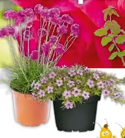 Hellweg Plantiflor Stauden-Mix Biene Maja Angebot