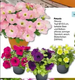 Hellweg Petunie Angebot