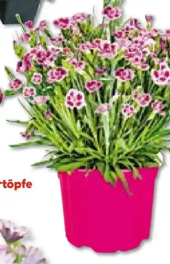 Hellweg Prinzess-Nelke Angebot