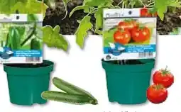 Hellweg Plantiflor Veredeltes Vitalgemüse Angebot