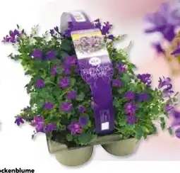 Hellweg Plantiflor Glockenblume Angebot