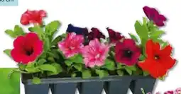 Hellweg Beet- und Balkonpflanzen Sommerblumen Angebot