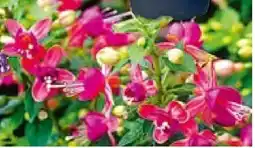 Hellweg Fuchsien Angebot