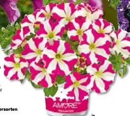 Hellweg Plantiflor Petunien Amore-Sondersorten Angebot