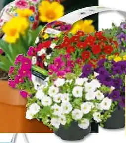 Hellweg Zauberglöckchen Angebot