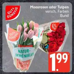 Edeka Moosrosen oder Tulpen Angebot