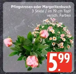 Edeka Pfingstrosen oder Margeritenbusch Angebot