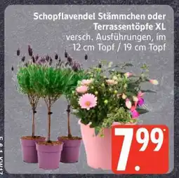 Edeka Schopflavendel Stämmchen oder Terrassentöpfe XL Angebot