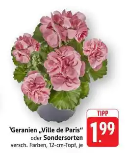 Edeka Geranien 'Ville de Paris' oder Sondersorten Angebot