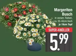 Edeka Margeriten- busch Angebot