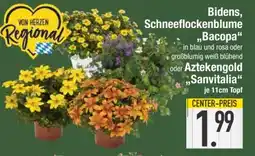 Edeka Bidens, Schneeflockenblume, Bacopa, Aztekengold, Sanvitalia Angebot
