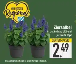 Edeka Ziersalbei Angebot