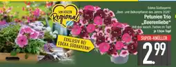 Edeka Petunien Trio 'Beerenliebe' Angebot