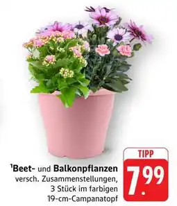 Edeka Beet- und Balkonpflanzen Angebot