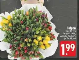 Edeka Tulpen Angebot