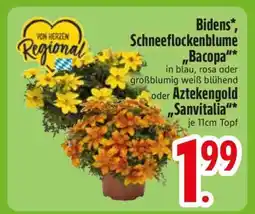 Edeka Bidens, Schneeflockenblume, Bacopa, Aztekengold, Sanvitalia Angebot