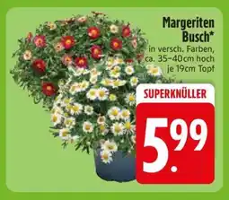 Edeka Margeriten- busch Angebot