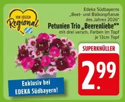 Edeka Petunien Trio 'Beerenliebe' Angebot