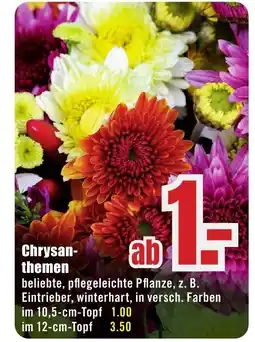 B1 Discount Baumarkt Chrysanthemen Angebot