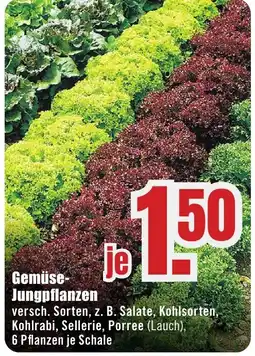 B1 Discount Baumarkt Gemüse- Jungpflanzen Angebot
