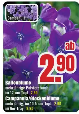 B1 Discount Baumarkt Ballonblume Angebot