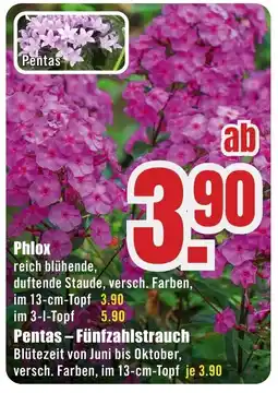 B1 Discount Baumarkt Phlox Angebot