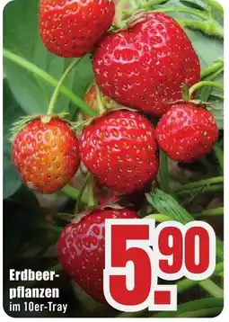 B1 Discount Baumarkt Erdbeerpflanzen Angebot