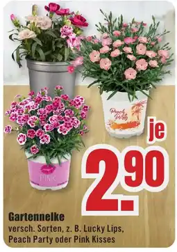 B1 Discount Baumarkt Gartennelke Angebot