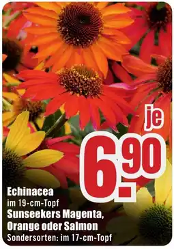 B1 Discount Baumarkt Echinacea Angebot
