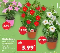 Kaufland Dipladenie Angebot