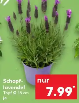 Kaufland Schopf- lavendel Angebot
