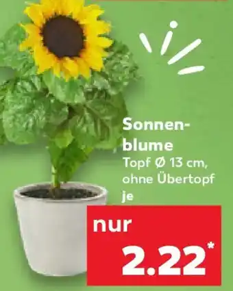 Kaufland Sonnenblume Angebot