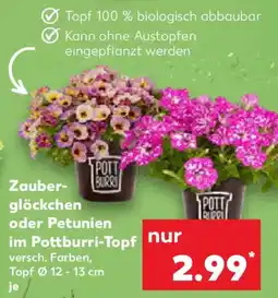 Kaufland Zauber glöckchen oder Petunien im Pottburri-Topf Angebot