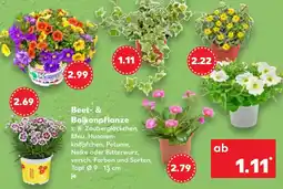 Kaufland Beet- & Balkonpflanze Angebot