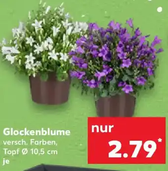 Kaufland Glockenblume Angebot